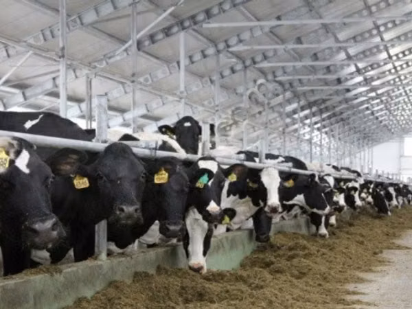 公牛, Holstein breed — 俄罗斯
