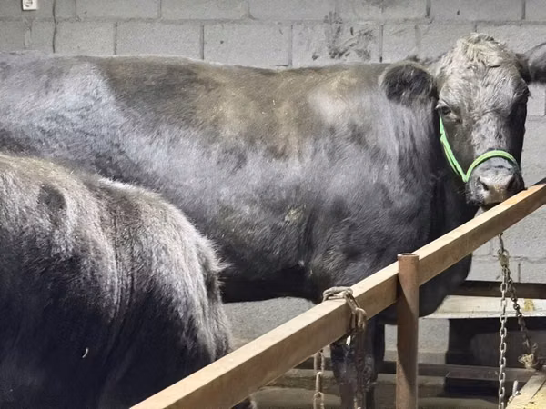 Bull, Aberdeen-Angus