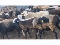 Խոյ, Ոչխարներ — լուսանկար 2