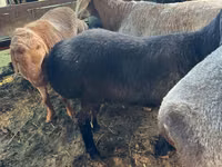 Sheep (batch, sex not specified), Sheep — photo 6