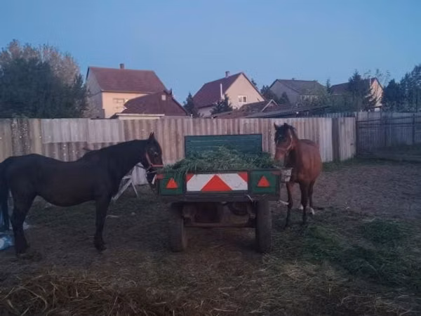 Mare, Horses — Hungary