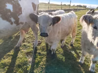 Bulle, Galloway-Rind — Foto 1