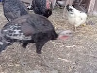 Turkeys — ছবি 2