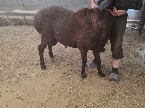 قوچ, گوسفند — قرقیزستان