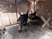 Turkeys — photo 2
