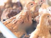 Chickens — ছবি 6