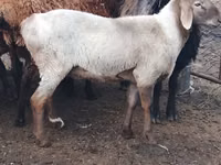 Ram, Sheep — photo 1