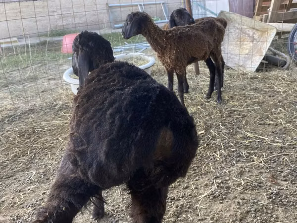 Kambing jantan, Kazakh fat-tailed coarsewool sheep