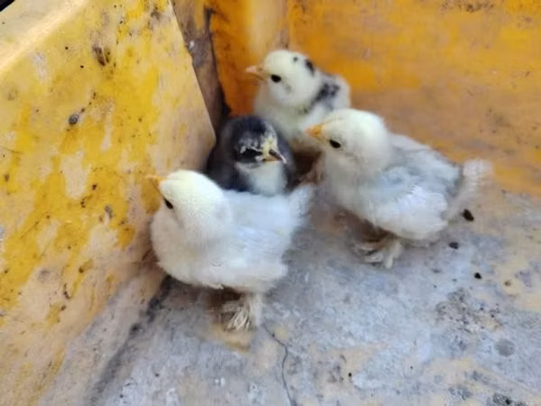 Silkie — Hungary