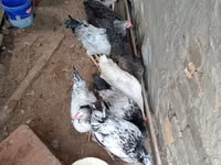 Chickens — 照片 6