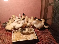 Ducks — foto 3