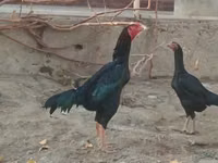 Chickens — photo 1