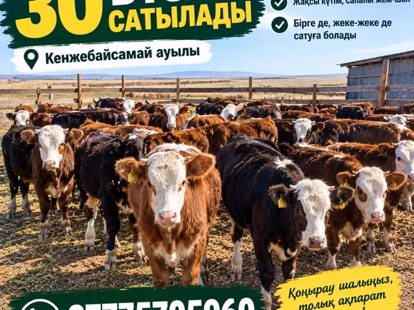 Bull, Kazakh White-headed cow — Kazakhstan