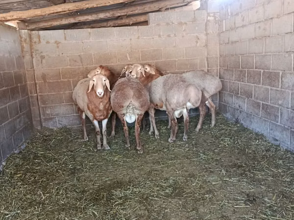 قوچ, Arashan sheep