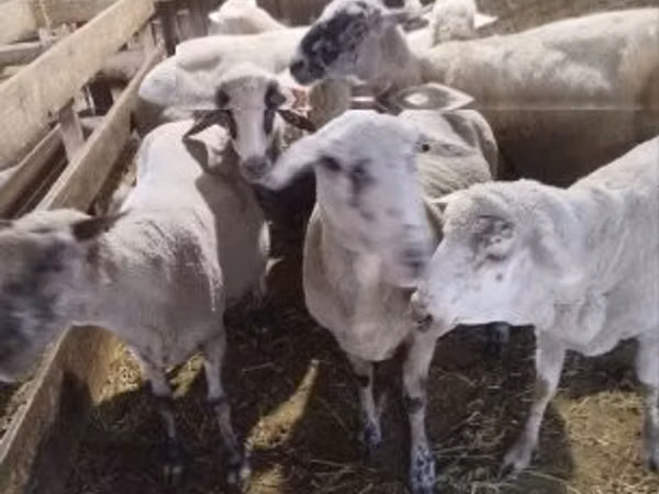 Ido, Sheep
