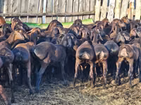 Ovan, Hissar sheep — fotografija 3