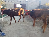 सांड, मवेशी — फ़ोटो 3