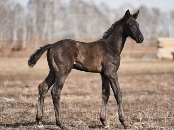 اسب نر, Trakehner — روسیه