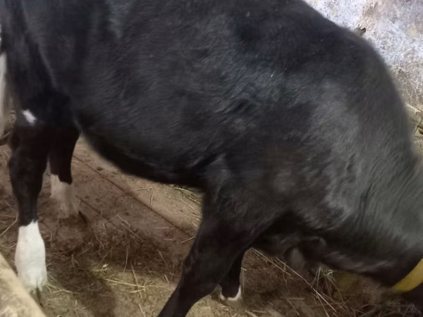 Cow, Cattle