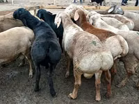Kambing jantan, Edilbay sheep — foto 3