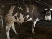 सांड, Swiss cattle — फ़ोटो 2