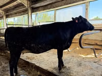Vaca, Raça Holstein — foto 1