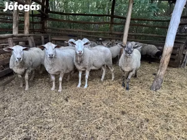 Ram, Sheep — Hungary