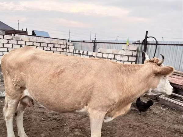 Cow, Simmental cattle — Kazakhstan