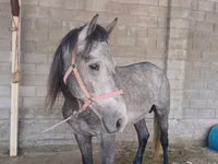 Cal, Kustanai horse — foto 2
