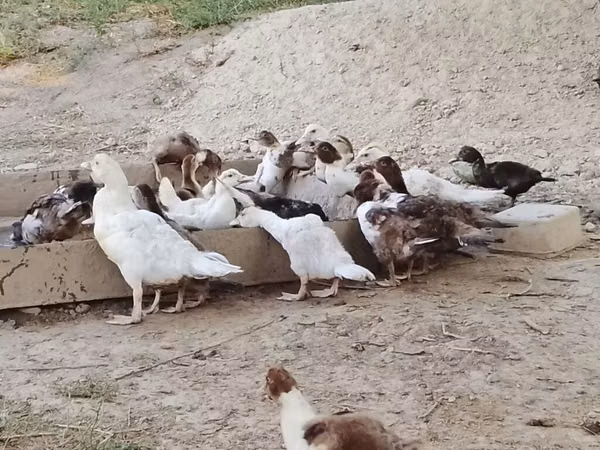 Domestic Muscovy — Kyrgyzstan