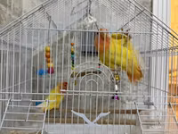 Məhsul: Qəfəsdə cüt papuqay (lovebird) və tam aksesuar dəsti Təsvir — 1. fotó