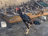 Chickens — photo 1