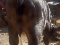 Cow, Cattle — photo 1