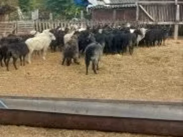Ido, Racka sheep — Hangari