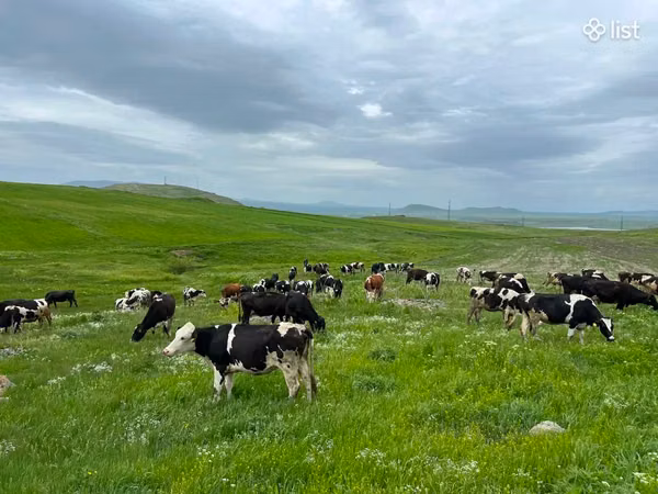 Cow, Simmental cattle — Armenia