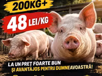 Boar — photo 2