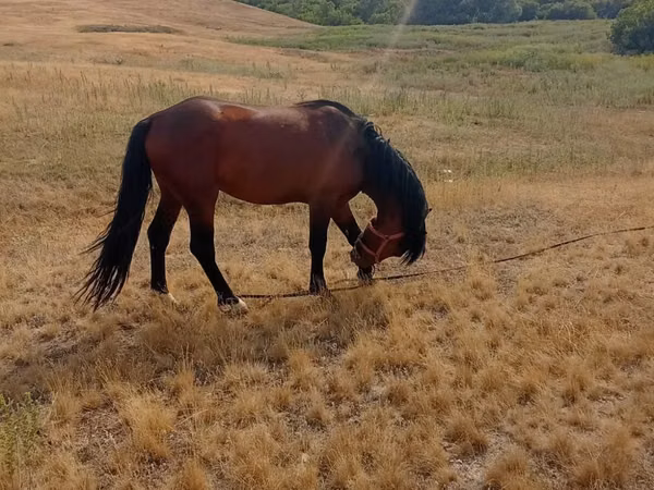 Horse (M), Horses — Kazakhstan