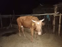 Үнээ, Latvian Blue cattle — 1 зураг
