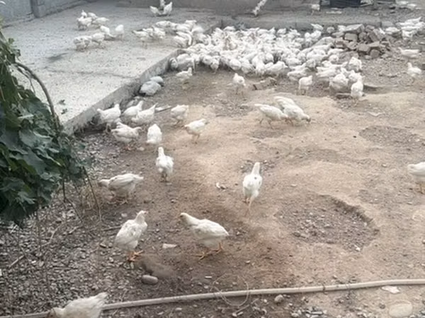 Chickens — কিরগিজিস্তান