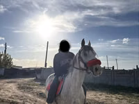 Koń, Anglo-Arabian — zdjęcie 3