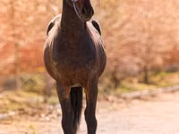 Horse (M), Thoroughbred horse — photo 2