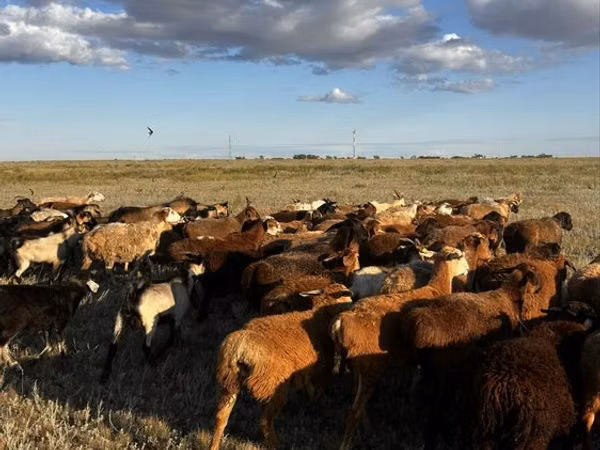 Sheep, Sheep — Kazakhstan