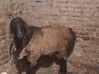 Kambing jantan, Sheep — foto 2
