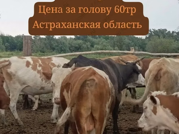 Bik, Holštajnska rasa — Русија