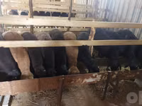 Kambing jantan, Sheep — foto 2