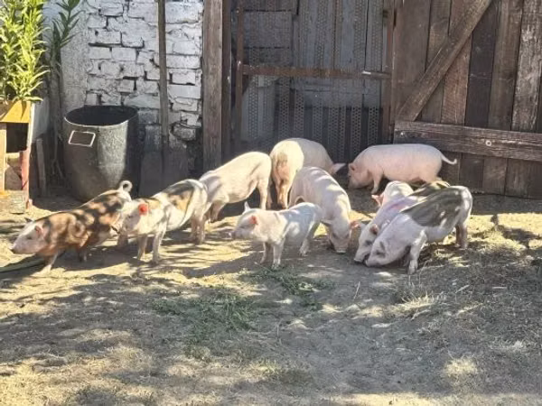 Boar, Pigs — Hungary