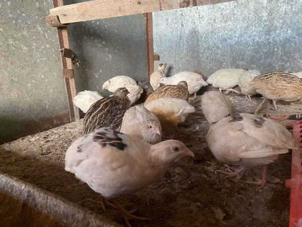 Quails — Kirgistaan