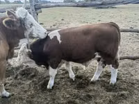 公牛, Simmental cattle — 照片 2