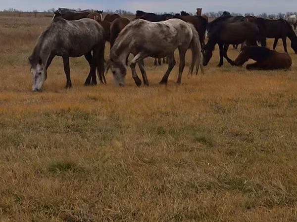 Horse (M), Horses — Russia