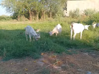 تيس, Saanen goat — الصورة 2
